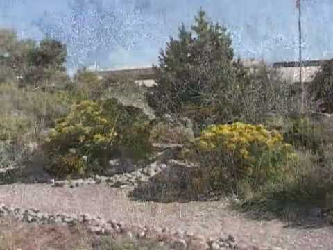 Landscaping with Rabbitbrush