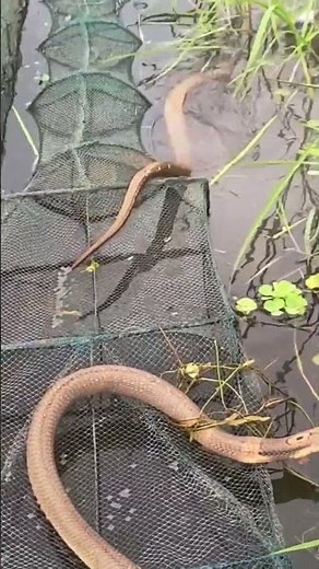“Cobra Snake Roaming Through Nature”