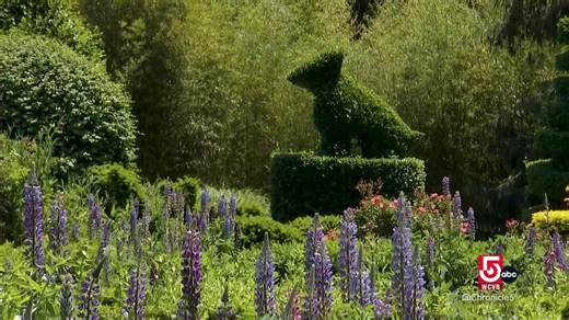 Preserving history and artistry at America’s oldest topiary garden