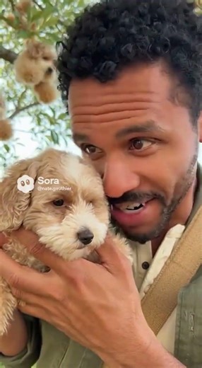 The best fruit from the rarest tree called the cockapoo tree