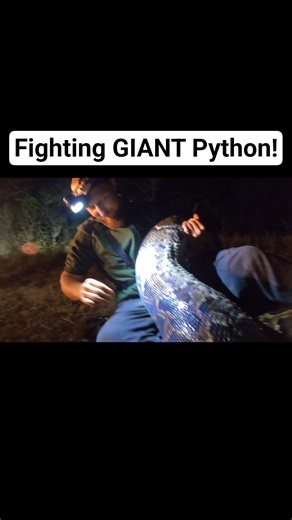 FIGHTING GIANT PYTHON #python #snake #wildlife #florida #nature