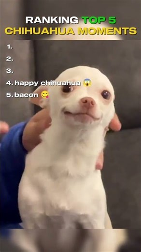 Ranking Best Funny Chihuahua Moments #shorts #funny #ranking #chihuahua #dog #dogshorts