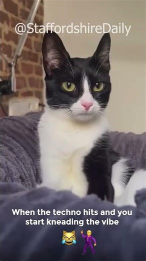 Cat Vibing to Techno 💃🐱 Funniest Kneading Dance Ever 😹