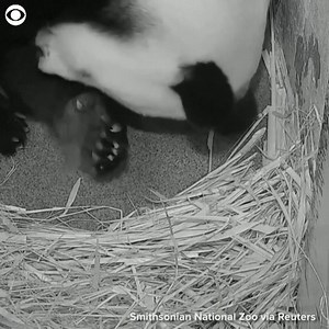 4.1K views · 192 reactions | PANDA CUDDLES: New mom Mei Xiang, a giant panda at the Smithsonian's National Zoo in DC, cuddled with her five-day-old cub on Tuesday. | 8 News Now | Facebook