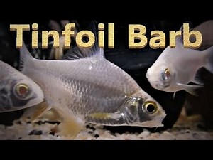 Tinfoil Barb Care & Tank Set up Guide