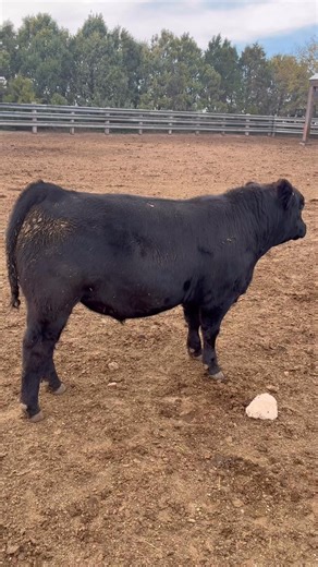 Montana Judgement son! | Parry Angus