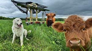 Techniques used to make cattle happier and healthier