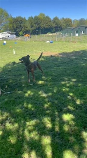 25March retrieve decoy1