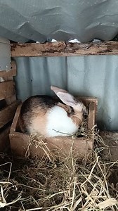 1.1K views · 32 reactions | Pregnant Rabbit preparing for babies | BunnyBackyard | Facebook