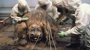 139K views · 1.2K reactions | Frightening New Hybrid Animals Recently Found in Chernobyl #chernobyl #mutation #science | Most Amazing Top 10 | Facebook