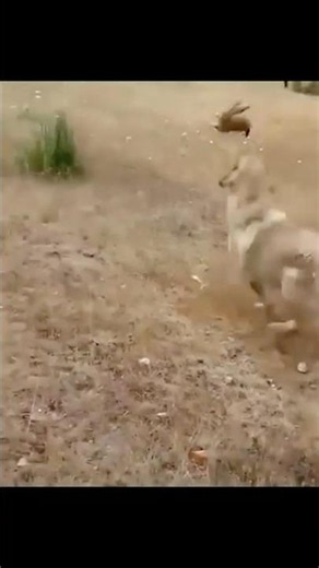 🐶🔥 “Ele tinha a lebre na boca… e mesmo assim perdeu!”