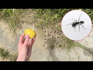 Place it next to the ant nest. The ants will be gone in no time