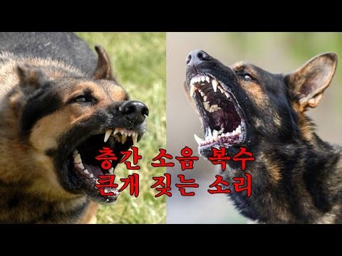 5시간/사람 미치게 만드는 개 짖는 소리 / 참지마/큰개 짖는 소리/ 층간소음복수