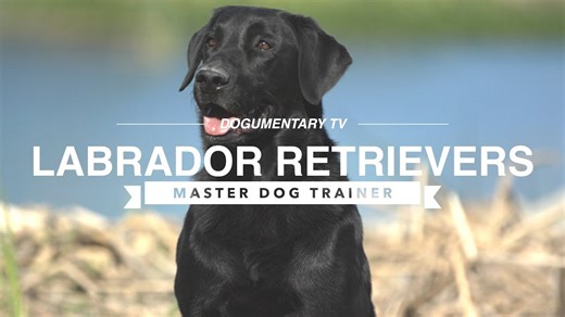 The surprising truth about Labrador retrievers nobody tells you