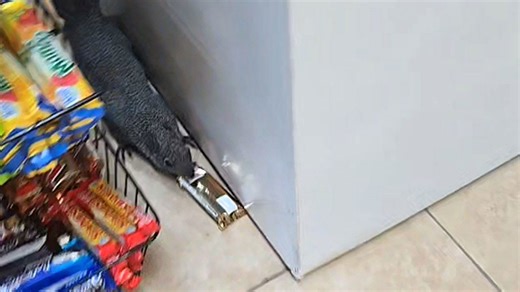 Agile squirrel uses fake-out maneuver to steal a Twix bar