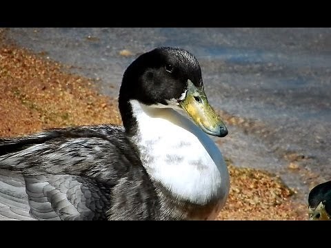 Silver Blue Swedish Duck at Lake Poway, California