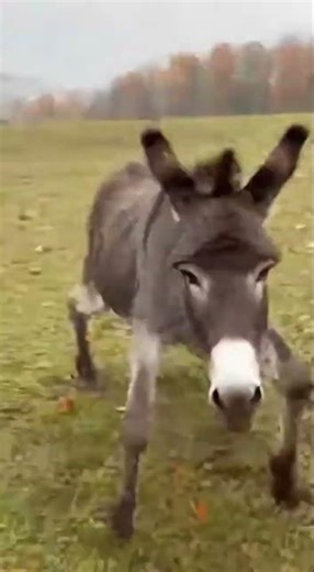 Brave guard donkey fiercely protects a small calf from a wild wolf attack