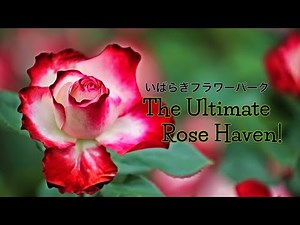 Uncover The Magical Charm Of Ibaraki Flower Park's Vibrant Rose Gardens