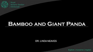 Bamboo and Giant Panda: The Search for Panda... Poo