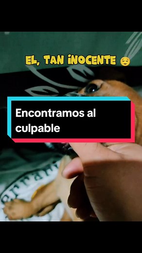 A cuántos no les ha pasado que por culpa de un inocente animalito tenemos algún accidente? 😂😂 Si tú también has tenido este tipo de accidentes con tu hijo perruno, te animo a que visites a Robot Electronics. #parati #serviciotecnico #tvconfallas #tvnovale #tvnofunciona #tvconpuntosblancos #tvnoprende #tvnoenciende #tvsinimqgen