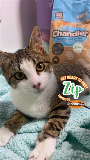 32 reactions · 10 comments | Meet our little energiser kitty, Zip! ...