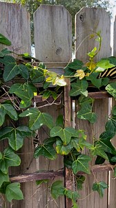 4.2K views · 229 reactions | A zebra Longwing (Heliconius charithonia) found the corky stem passion vine in my garden and started laying eggs. They typically place the eggs on the tips of new leaves or the tendrils of the vine. | Butterfly Lady | Facebook