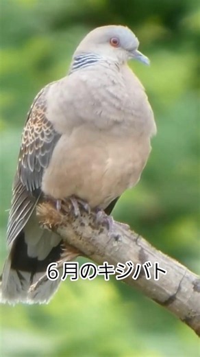 6月のキジバトゆるい野鳥動画#キジバト #野鳥撮影 #birds