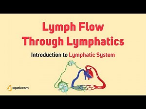 Introduction to Lymphatic System | Lymph Flow Through Lymphatics