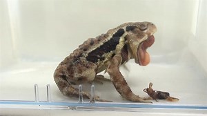 Bombardier beetle emissions make frogs vomit