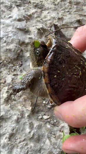 Baby Snapping Turtle | Tiny but Feisty 🐢