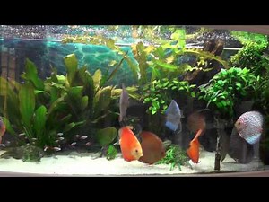 Diskuszucht Stendker GmbH & Co. KG "Privat Fütterung"