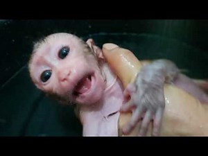 OMG ! Newborn Monkey Aba Too Loud Of Crying