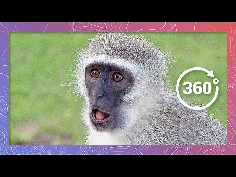 Monkey Business | Wildlife in 360 VR