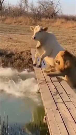 White Cow’s Loud Moo 😂😱 Lions Panic and Fall Into the Water!
