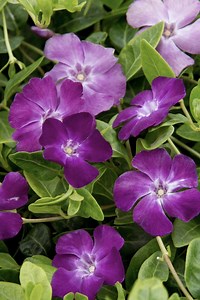 Vinca Minor 'merlot’ | Burgundy Purple Periwinkle | Evergreen Groundcover | 4" Potted Plant | USDA Zones 4–9 - Etsy