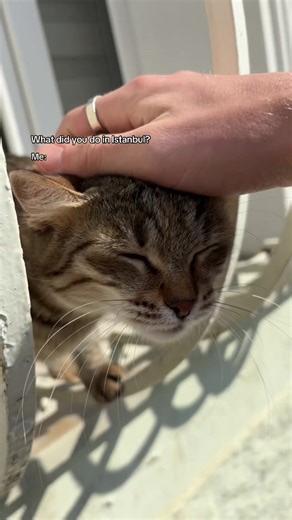 So many good kitties in this city #backpacker #catsoftiktok #istanbul #cattok