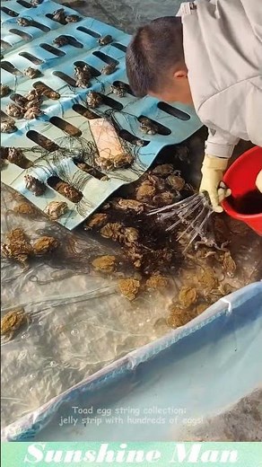 Toad egg string collection: jelly strip with hundreds of eggs! #farming