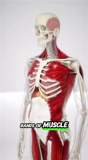 Human Anatomy organs, Bones, Viscera. #medical #medicaleducation #3danimation