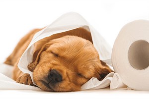6 Causes Of Puppy Diarrhea At Night: Symptoms, And Treatment