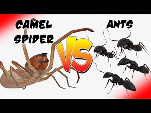 Arachnid Assault: The Ant Colony Siege [Epic Bug Battle]