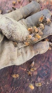 Poor queenbee #balling | King Bee PH