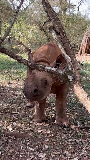 Tytan is trying his horn at some light forestry! This is excellent practice for adulthood. A rhino’s horn serves as an all-purpose shovel, saw, self-defense weapon, and social tool. They use it to dig for water, break vegetation, ward off predators, establish dominance, and shepherd calves. There are so many reasons why a rhino horn belongs on a rhino — and no where else. And yet, black rhinos were nearly poached to extinction, fuelled by global demand for their horn as a purported medicinal eli