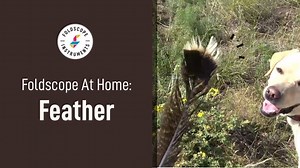 Curious about how a feather looks like at a microscopic level? 類 You can explore that using a #Foldscope!  Check out our ‘Foldscope at Home’ video for inspiration at https://youtu.be/aTZtA5UXweE or link in bio | Foldscope | Facebook