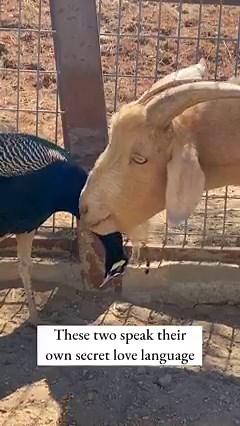 327K views · 10K reactions | Our goat Gus and peacock Tivoli have begun a magical new friendship ❤️ | The Gentle Barn | Facebook