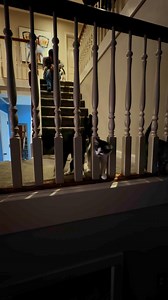 13K views · 64 reactions | Panda Paws Rescue on Reels | Facebook