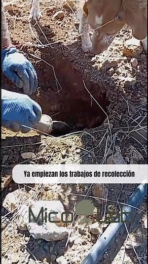 Los perros ya marcan las primeras trufas negras de la temporada