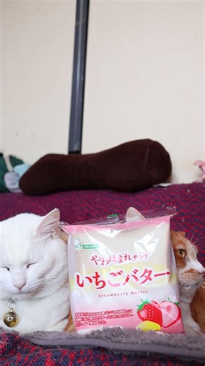 やわほまれサンド いちごバター 260430 #のせ猫 #cat #cute #ねこ #kitty #シライシパン #ねこ #やわほまれ #猫