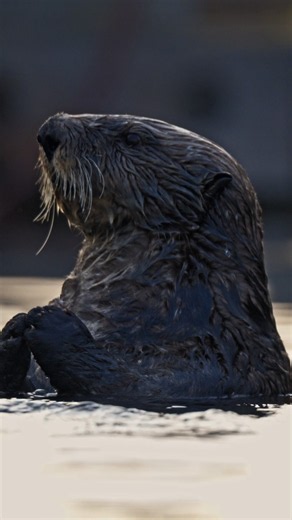 Amazing Sea Otters #wildlifephotography #fyp #shorts