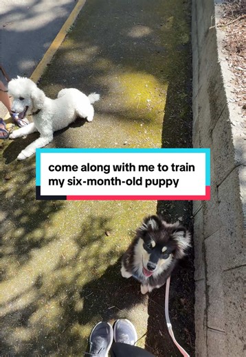 Puppy Training Tips for Impulse Control and Neutrality