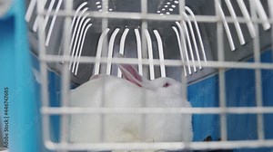 A frightened, helpless white rabbit sits in a cage in the laboratory. Animal testing, vaccine research